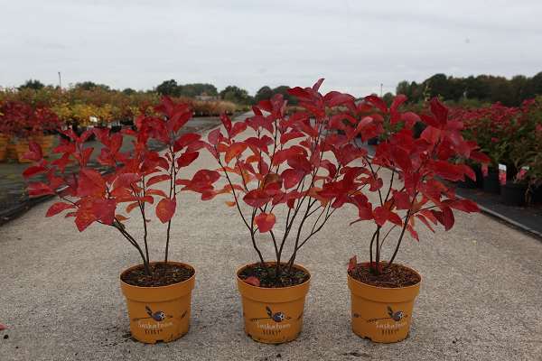 Picture of AMELANCHIER SASKATOON BERRY