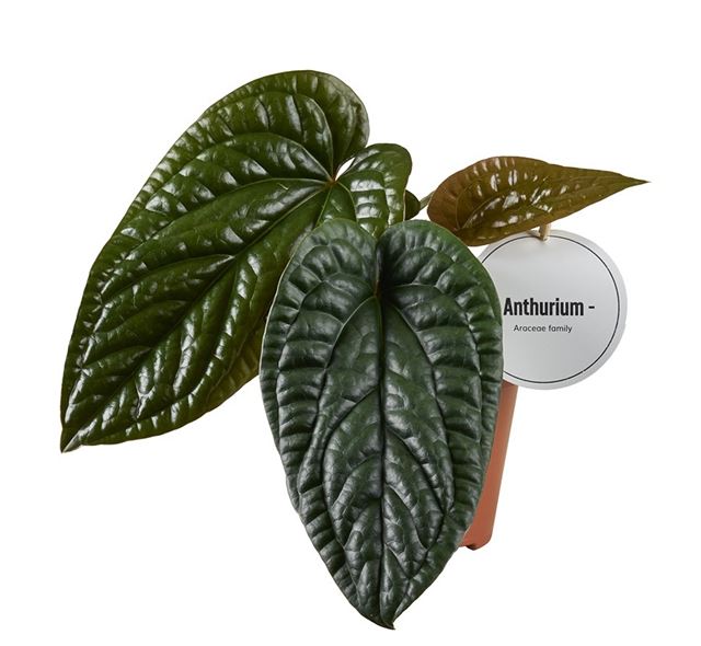 Picture of Anthurium luxurians x radicans