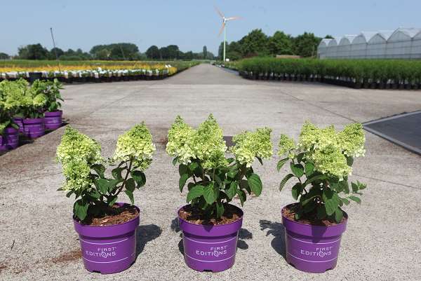 Picture of Hydrangea paniculata little hottie