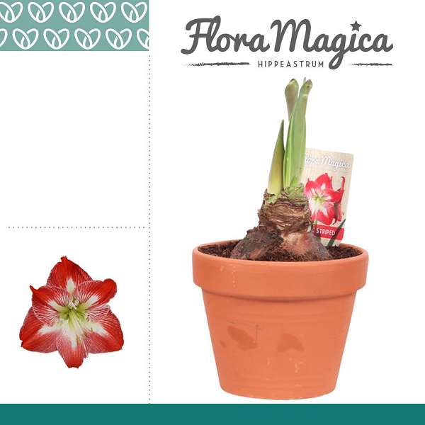 Picture of HIPPEASTRUM 02-FL EXOTIC STRIPED IN TERRACOTTA