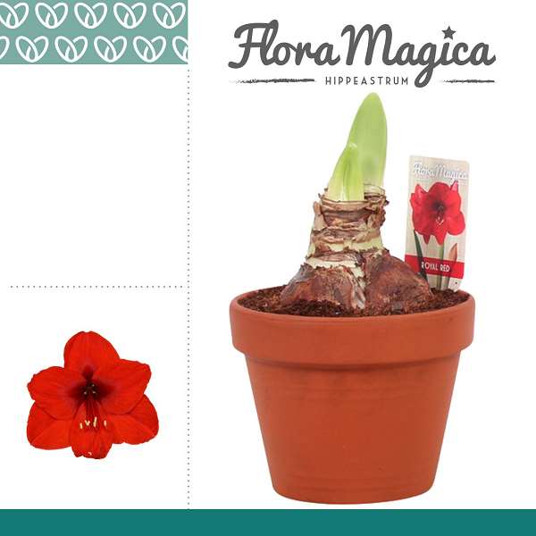 Picture of HIPPEASTRUM 02-FL ROYAL RED IN TERRACOTTA