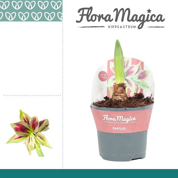Picture of HIPPEASTRUM 02-FL PAPILIO + COVER