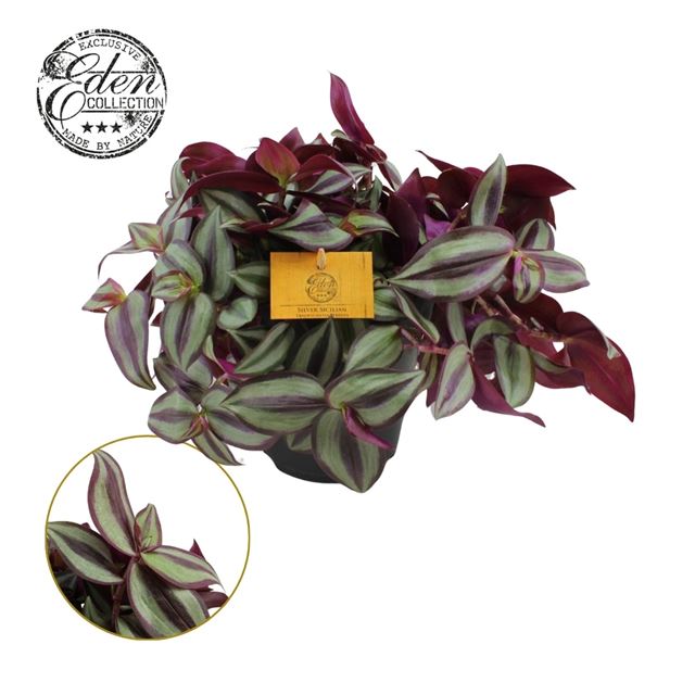 Picture of TRADESCANTIA ZEBRINA