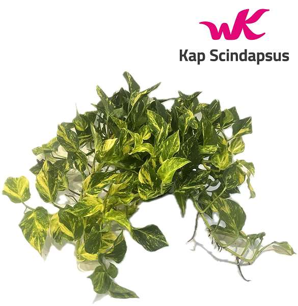 Picture of EPIPREMNUM PINNATUM N'JOY GOLD BOWL