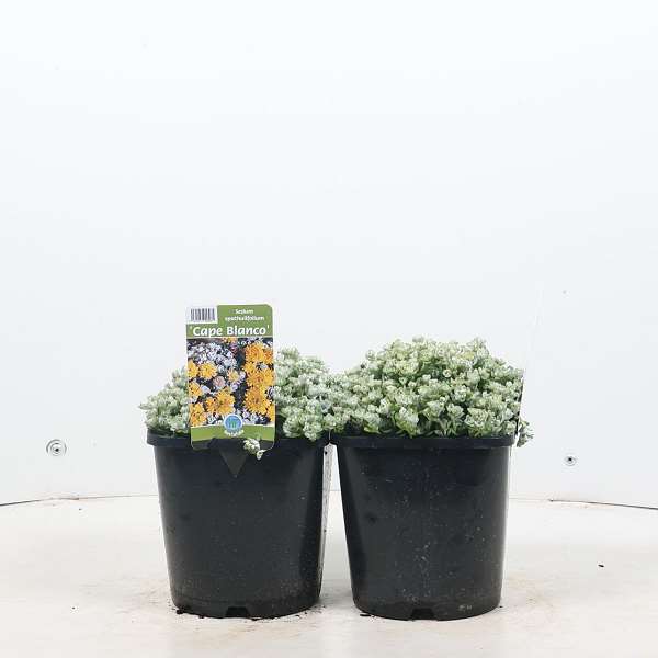Picture of SEDUM SPATHULIFOLIUM CAPE BLANCO
