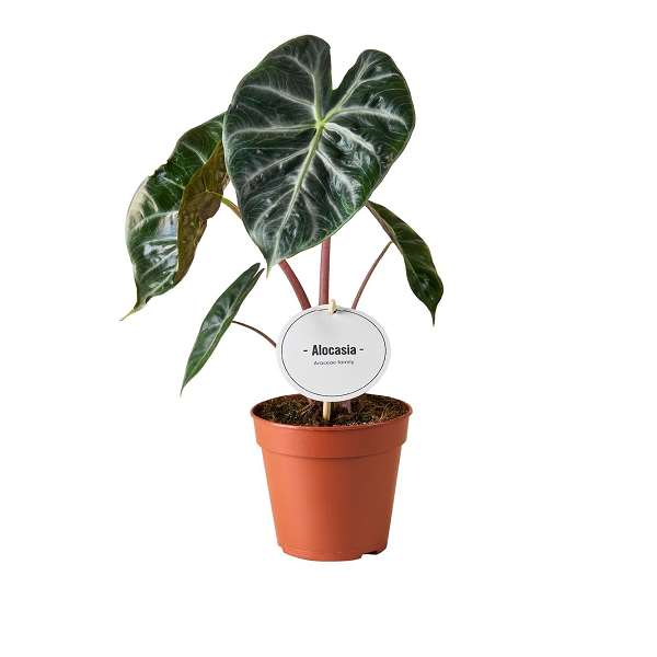 Picture of ALOCASIA PINK DRAGON