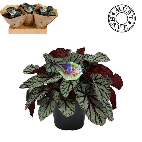 Picture of BEGONIA REX FEDOR