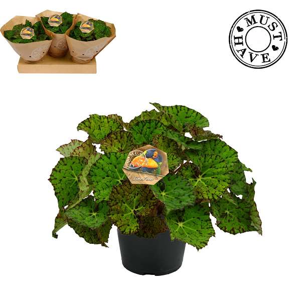 Picture of BEGONIA REX LIME FEVER