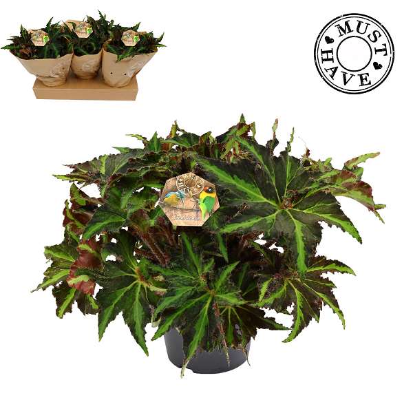 Picture of BEGONIA REX LIONDANCE
