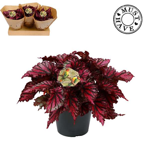 Picture of BEGONIA REX LAMBADA