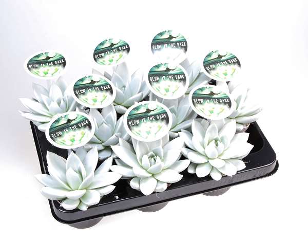 Picture of Echeveria miranda glow in the dark