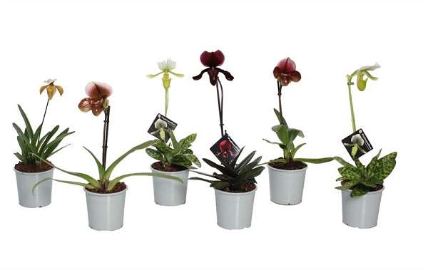 Picture of PAPHIOPEDILUM 01-FL MIX 