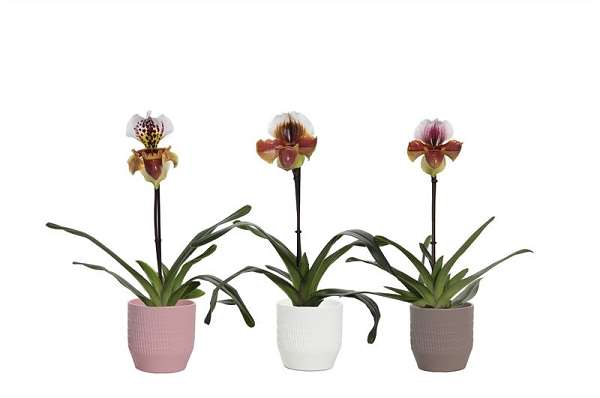 Picture of PAPHIOPEDILUM 01-FL MIX IN CERAMIC