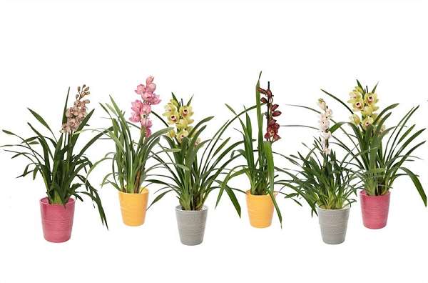 Picture of CYMBIDIUM 01-STEM SAFARI MIX IN CERAMIC