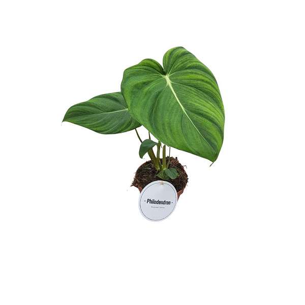 Picture of PHILODENDRON PASTAZANUM 