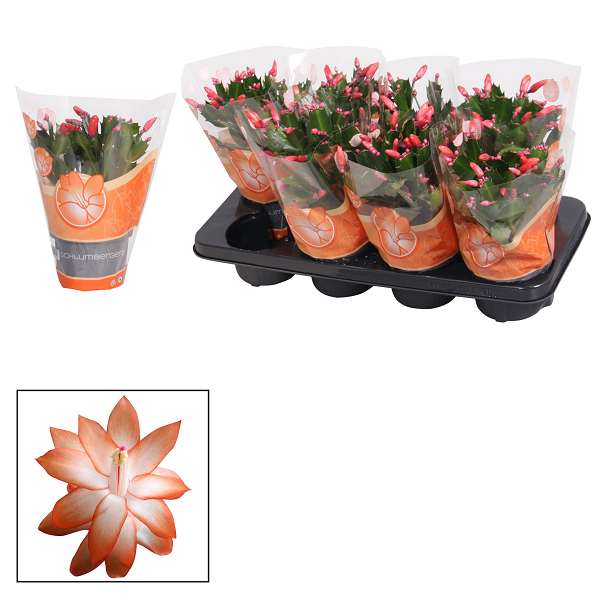 Picture of SCHLUMBERGIA ORANGE