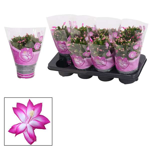 Picture of SCHLUMBERGERA PURPLE 