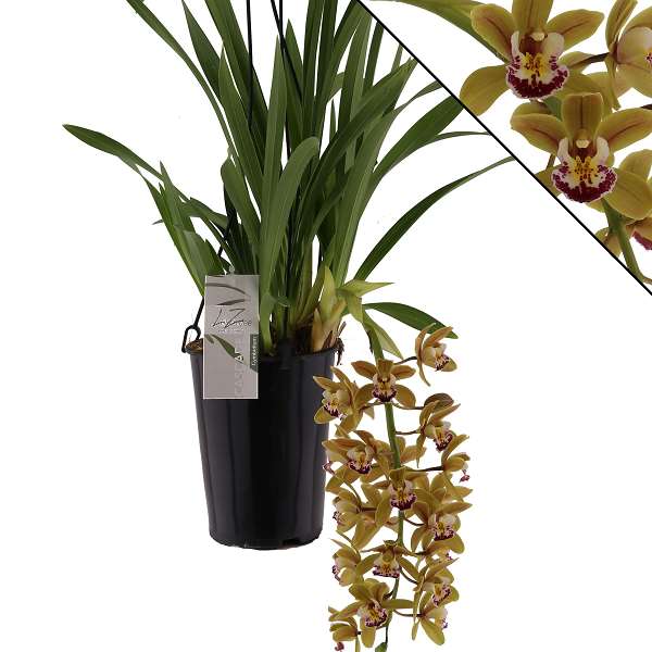 Picture of CYMBIDIUM 01-STEM ARGIRO 