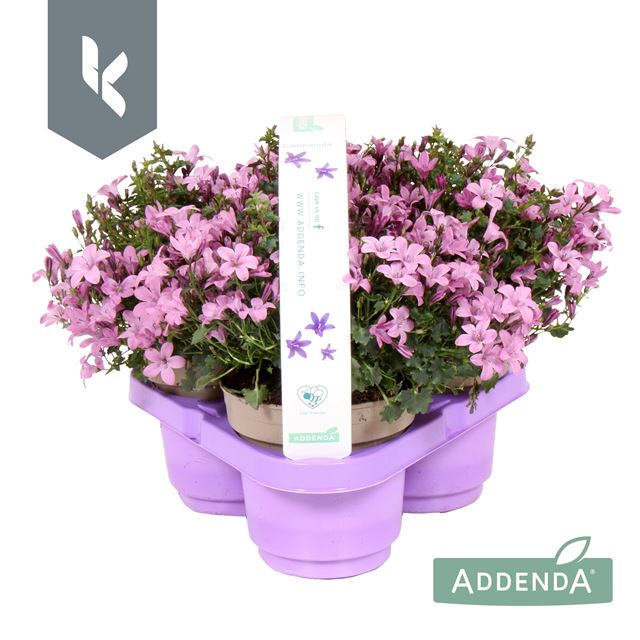 Picture of CAMPANULA AMBELLA PINK 03-PACK