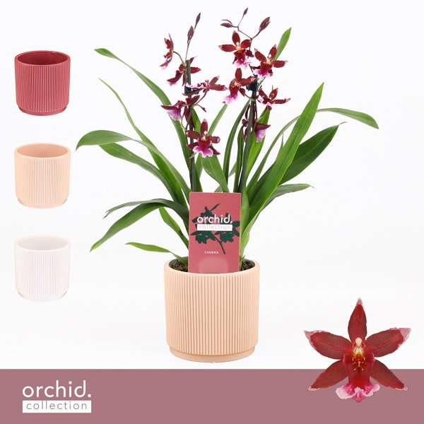 Picture of CAMBRIA 02-STEM BARROCCO RED IN CERAMIC