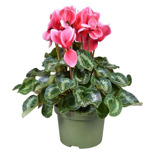 Picture of CYCLAMEN FANTASIA RED