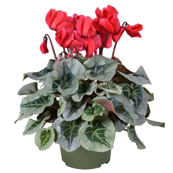 Picture of CYCLAMEN METALIS DECORA RED