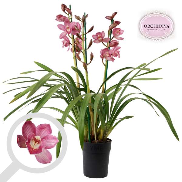 Picture of CYMBIDIUM 03-STEM LIGHT PINK