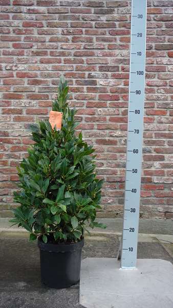 Picture of LAURUS NOBILIS PYRAMID 090CM