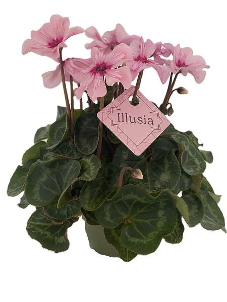 Picture of Cyclamen persicum illusia