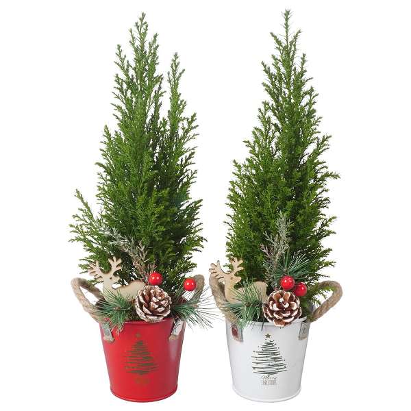 Picture of CHAMAECYPARIS ELWOODI IN XMAS ZINC