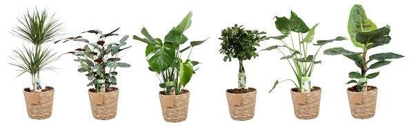 Picture of FOLIAGE MIX 'GREEN IS' BUDGET IN BASKET