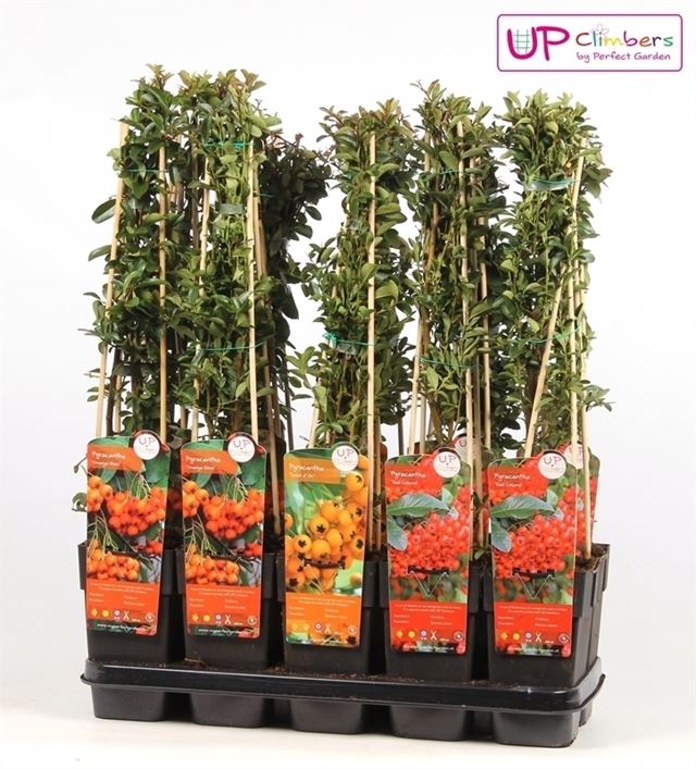 Picture of Pyracantha mix