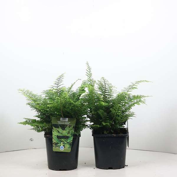 Picture of POLYSTICHUM SETIFERUM PLUMOSUM DENSUM