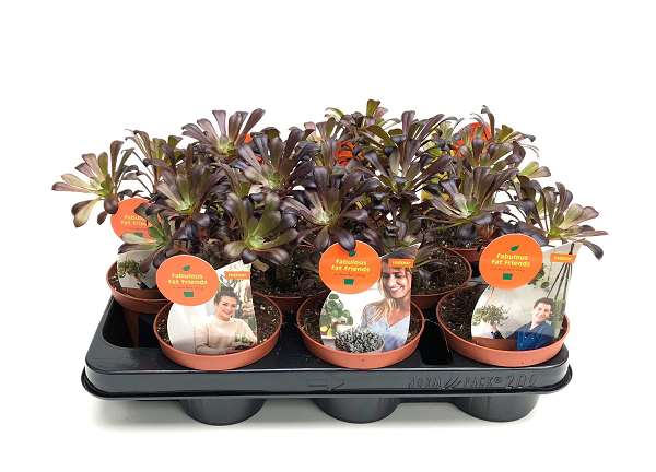 Picture of Aeonium nigrum