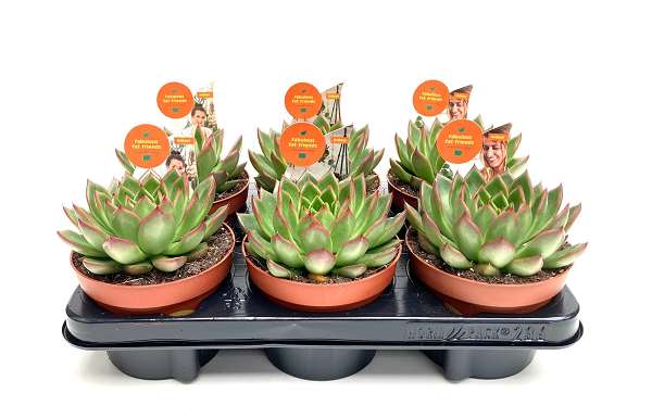 Picture of ECHEVERIA RED TIP