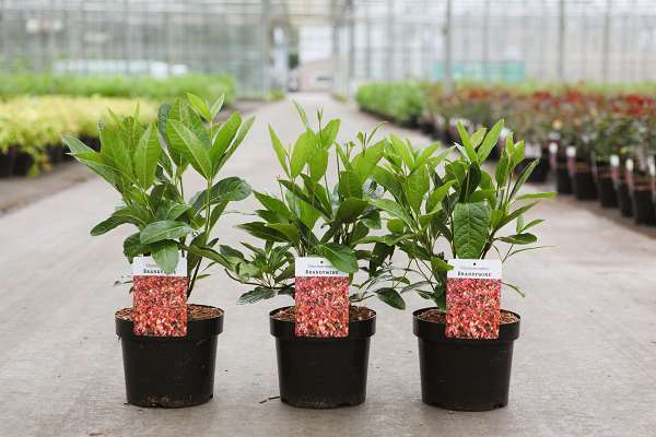 Picture of VIBURNUM NUDUM BRANDYWINE