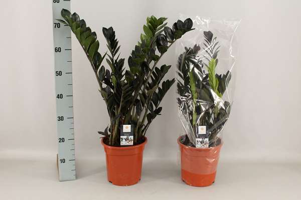 Picture of ZAMIOCULCAS RAVEN 