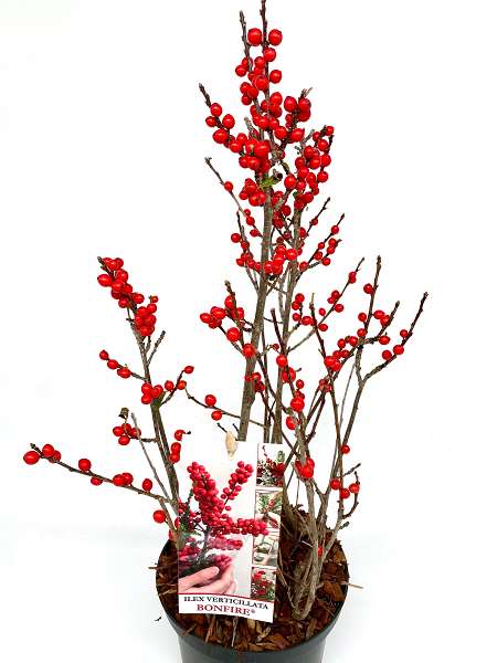 Picture of ILEX VERTICILLATA BONFIRE