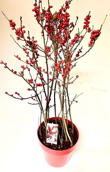 Picture of ILEX VERTICILLATA BONFIRE