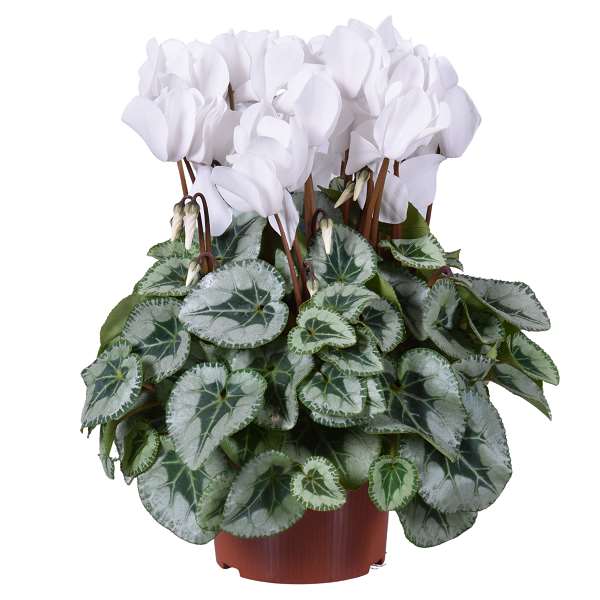 Picture of CYCLAMEN METALIS WHITE