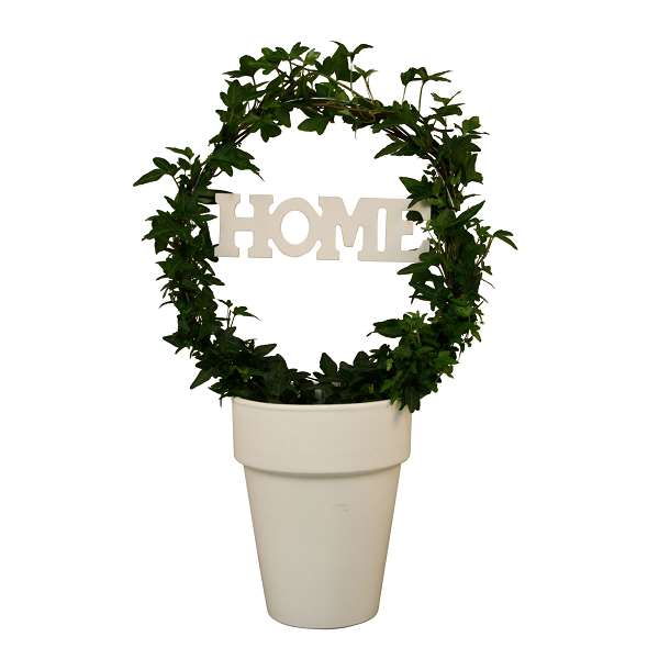 Picture of HEDERA HELIX GREEN HOOP+HOME IN CERAMIC