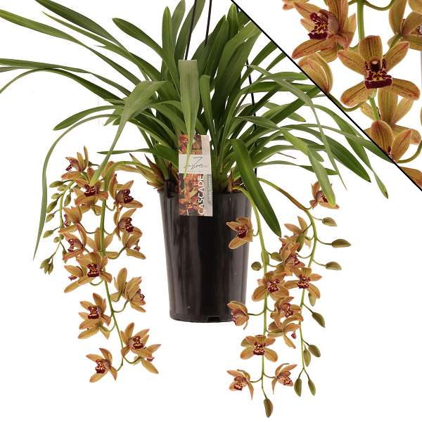Picture of CYMBIDIUM 03/04-STEM CASCADE INDIAN SUMMER