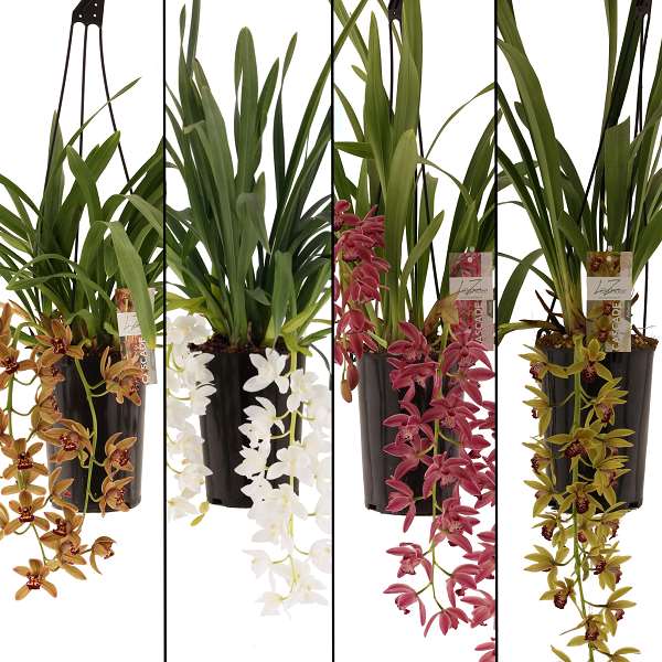 Picture of CYMBIDIUM 01-STEM CASCADE MIX