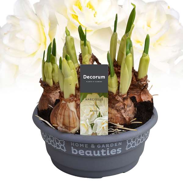 Picture of NARCISSUS ERLICHEER