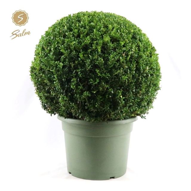 Picture of Buxus sempervirens ball 060cm