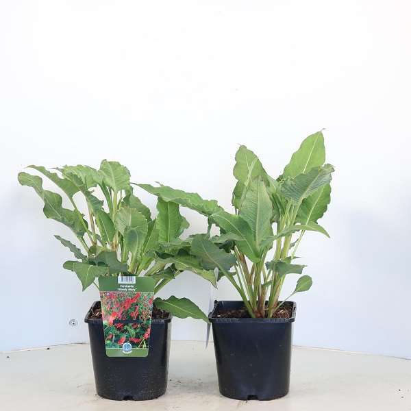 Picture of Persicaria bloody mary