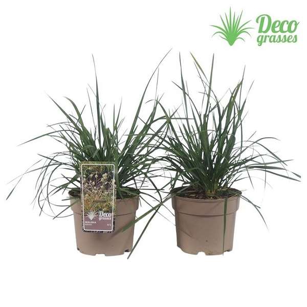 Picture of Sesleria heufleriana