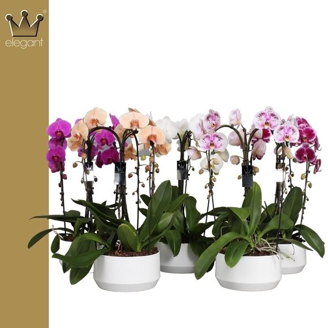 Picture of Phalaenopsis 03 stem crown cascade mix ceramic