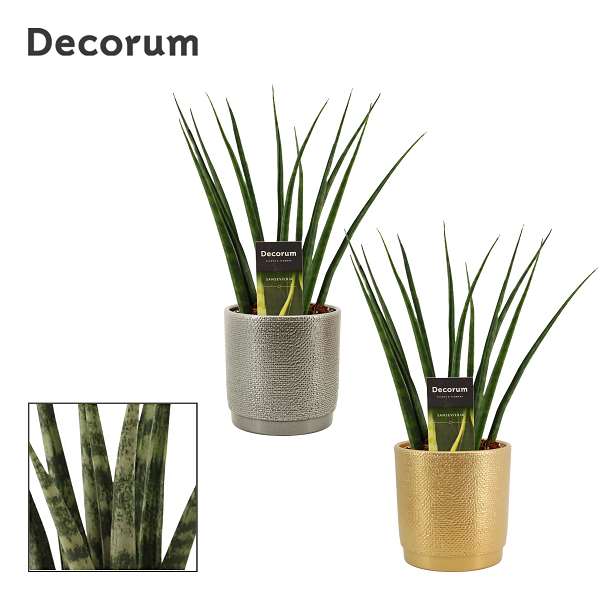 Picture of SANSEVIERIA FERNWOOD IN CERAMIC