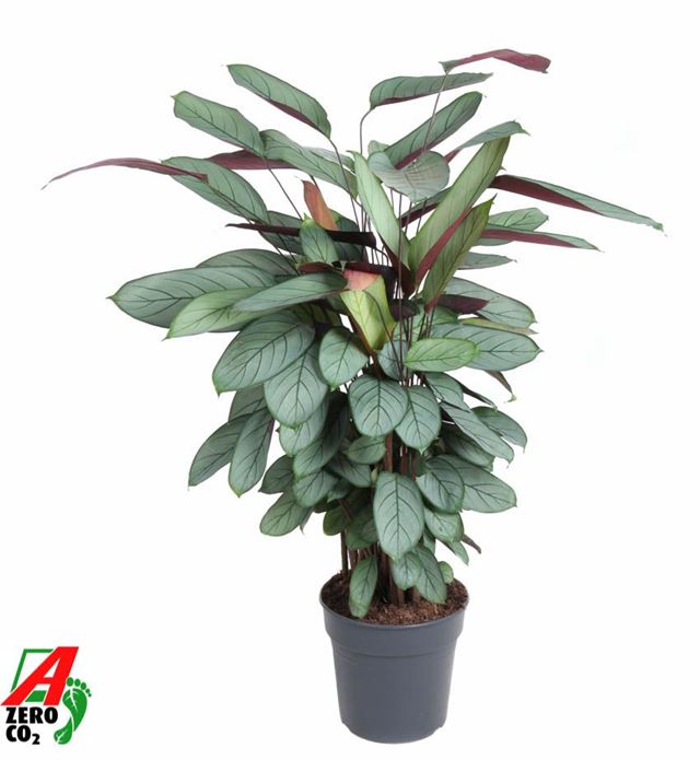 Picture of CALATHEA SILVERSTAR